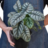 Person wearing a denim apron holding a potted plant against a white background from HOuse of Agave.
