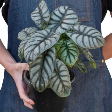 Person wearing a denim apron holding a potted plant against a white background from HOuse of Agave.