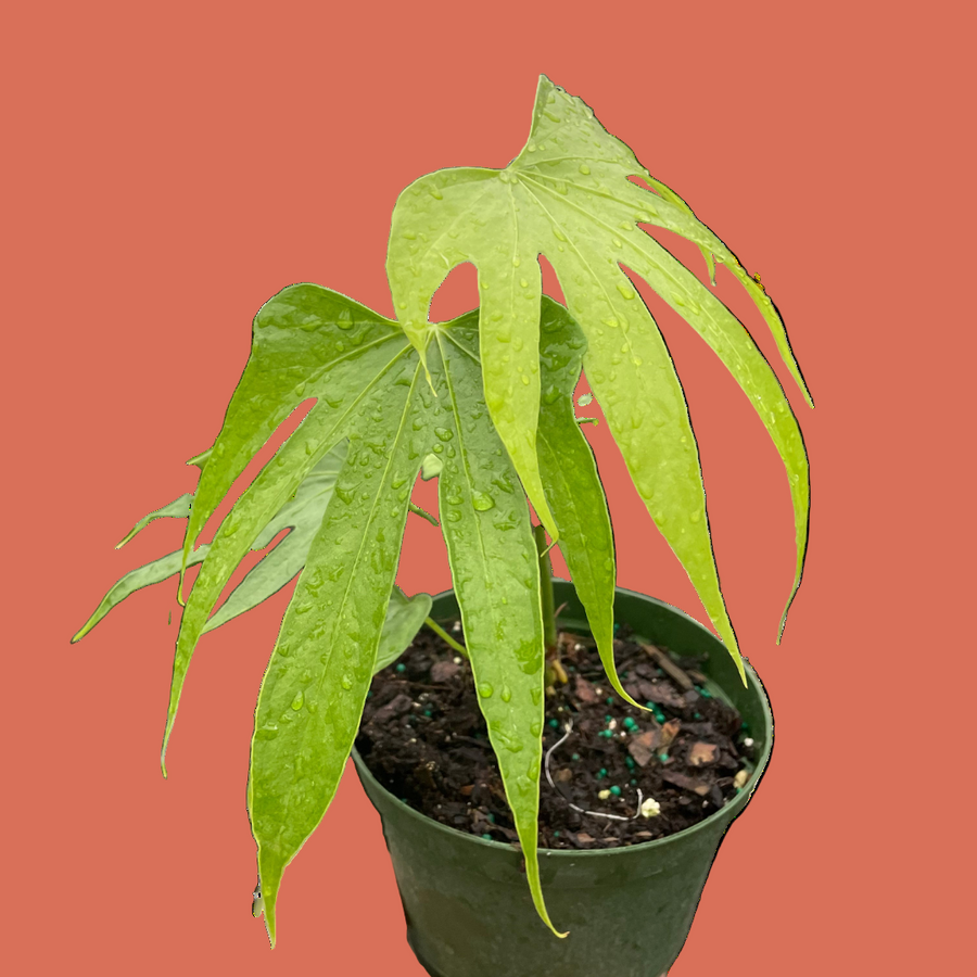 Potted plant with large green leaves on a terracotta background from House of Agave.