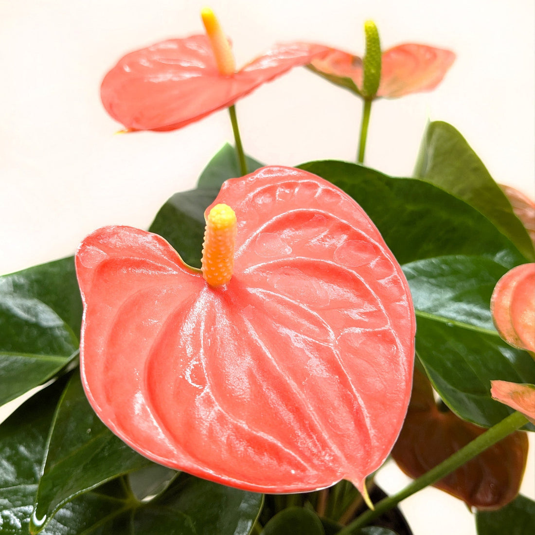 Close-up of an orange Anthurium plant with green leaves.