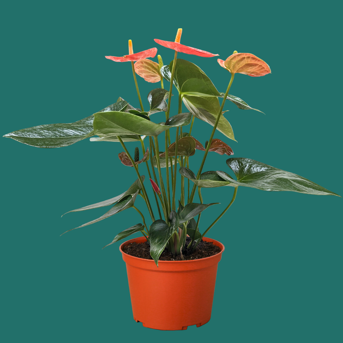 Potted plant with red flowers and green leaves on a green background by House of Agave.