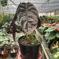 Hand holding a potted plant with large dark leaves in a greenhouse setting from House of Agave.