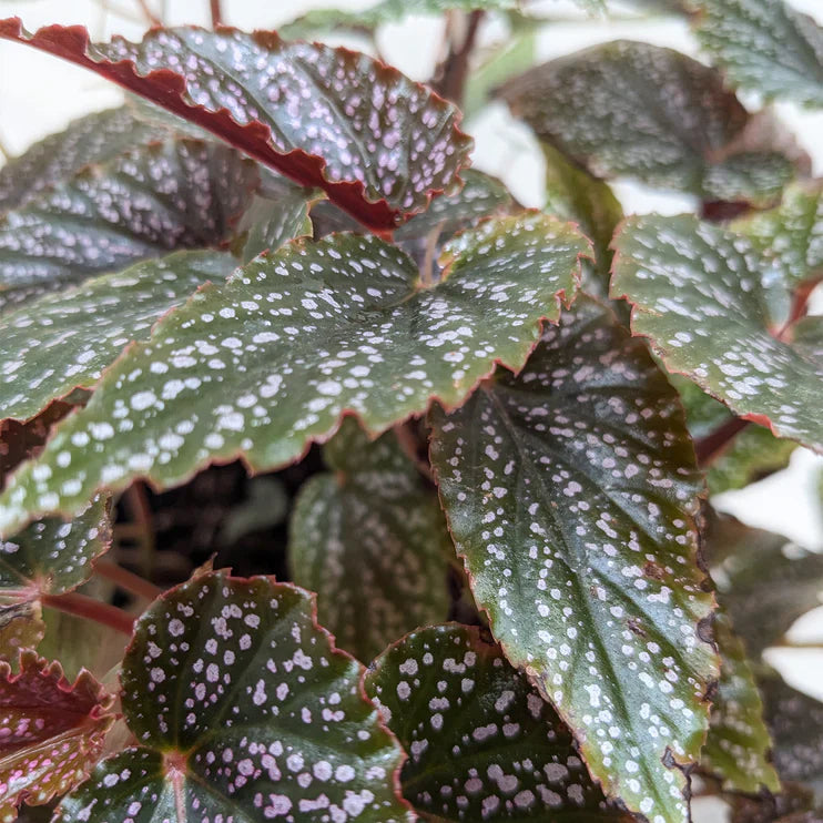 Close-up of a leafy plant with green and red leaves at House of Agave.