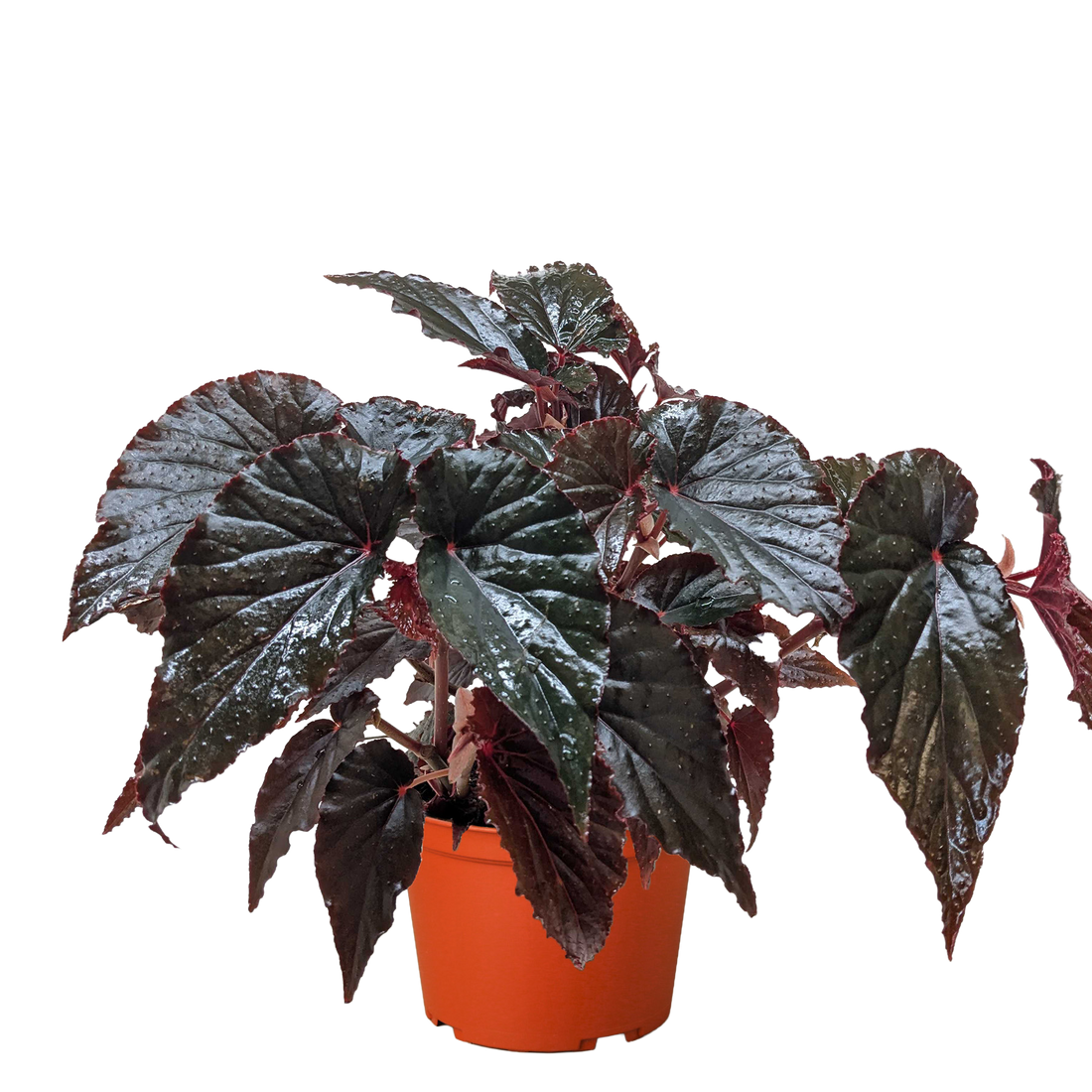 Begonia rex-cultorum &