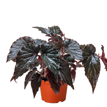 Begonia rex-cultorum 'Black Magic'