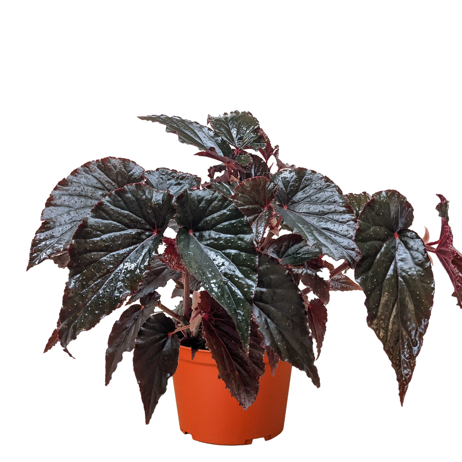 Begonia rex-cultorum 'Black Magic'