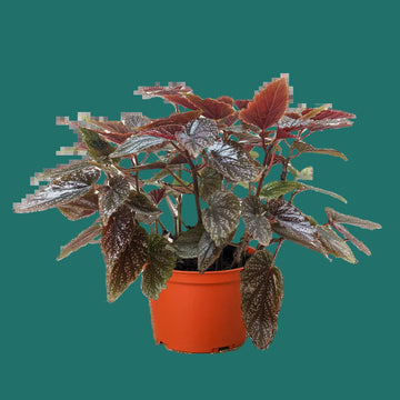 Potted plant with variegated leaves in an orange pot on a green background by House of Agave.