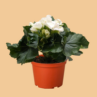 Potted plant with white flowers and green leaves in an orange pot on a white background