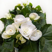 Bouquet of white flowers with green leaves on a white background