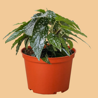 Potted plant with green leaves in an orange pot on a white background