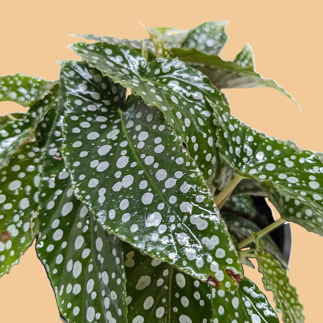 Polka dot begonia plant with green leaves and white spots on a white background at House of Agave.