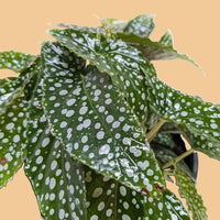 Polka dot begonia plant with green leaves and white spots on a white background at House of Agave.