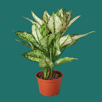 Potted plant with green and white leaves on a white background