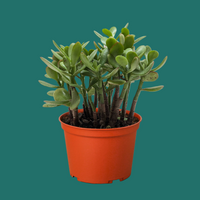 Potted plant with green leaves in an orange pot on a green background by House of Agave.