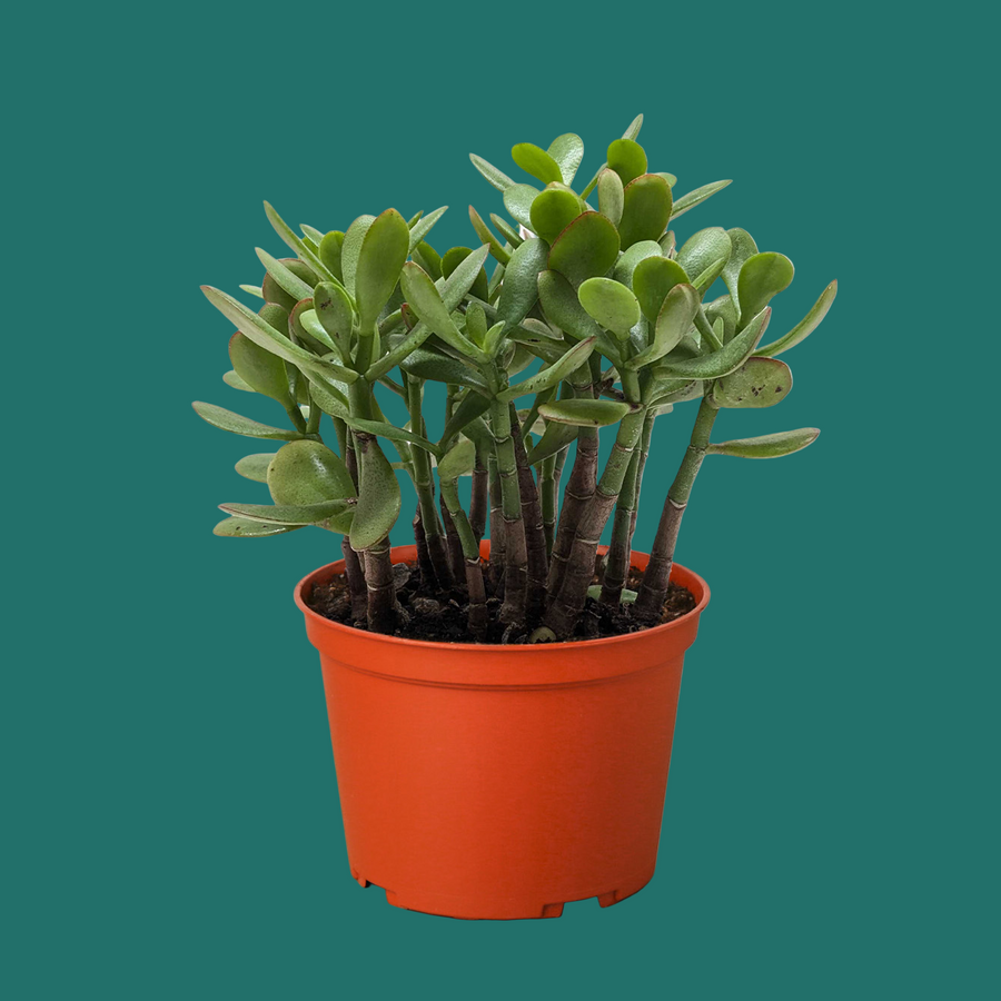 Potted plant with green leaves in an orange pot on a green background by House of Agave.