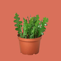 Potted plant with green leaves in a terracotta pot on a white background