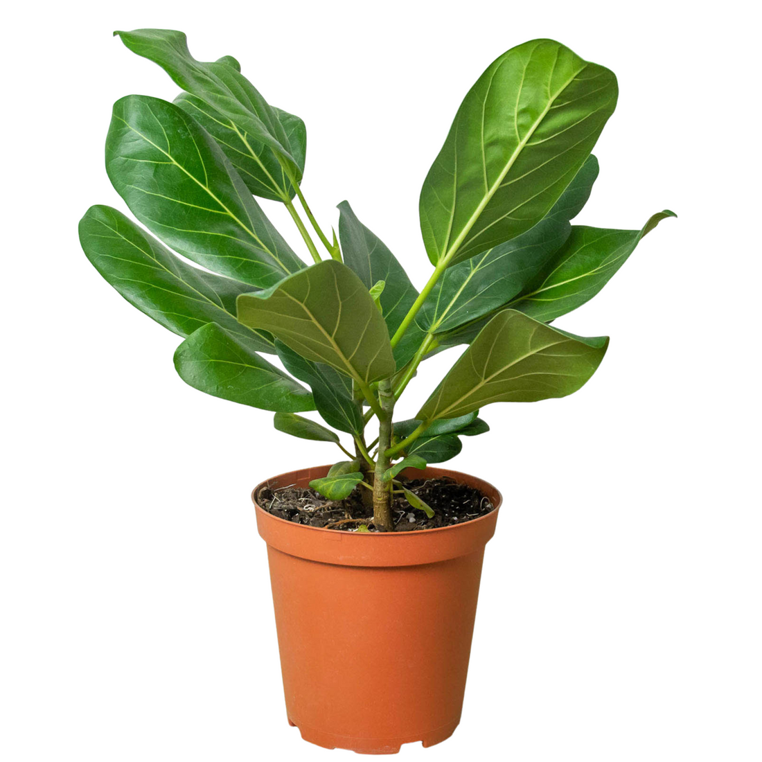 Potted plant with green leaves on a white background