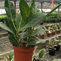 Potted plant held in a greenhouse setting with other plants in the background at house of Agave.