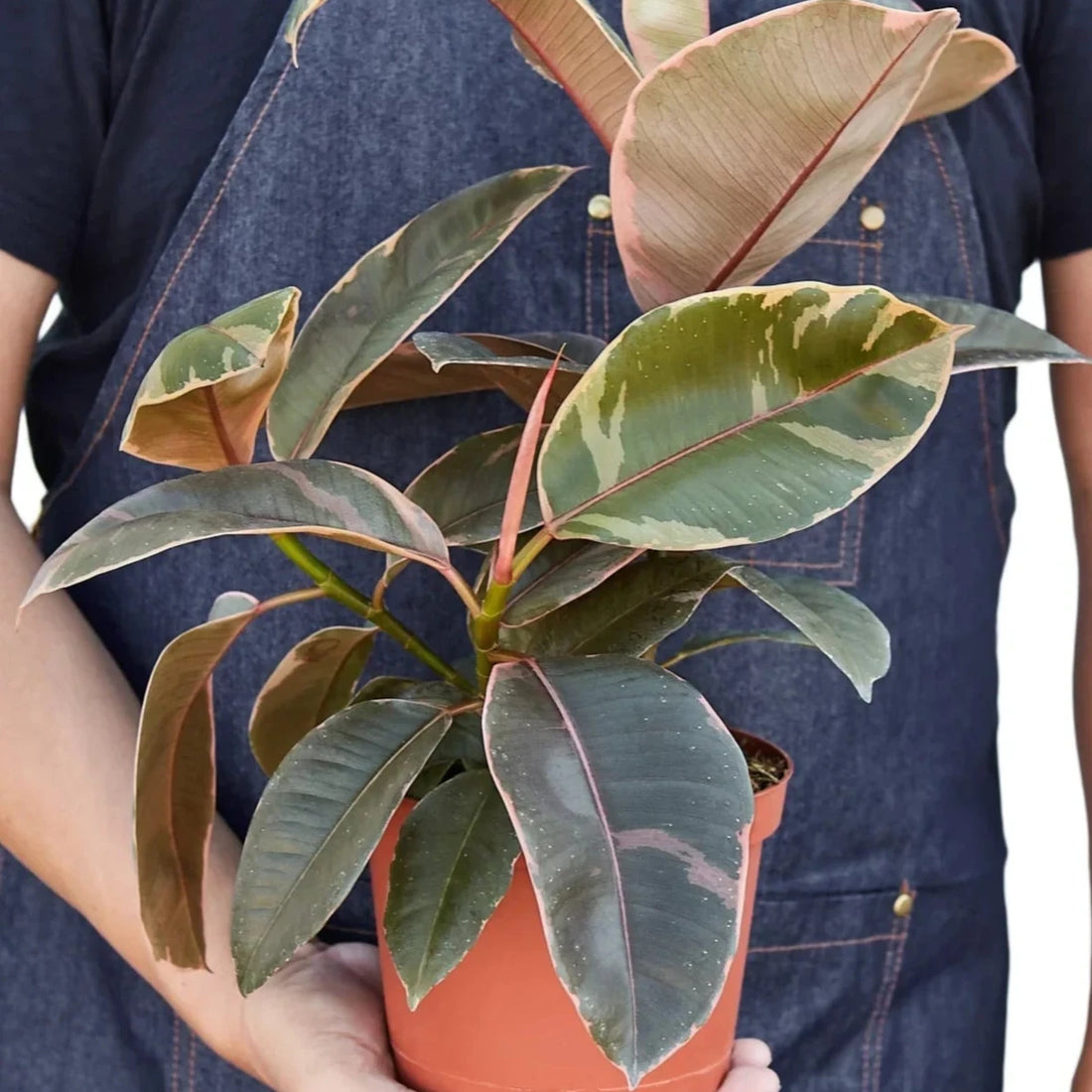 Person holding a potted ruby pink ficus plant wearing a denim apron on a white background by House of Agave.