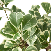 Close-up of a potted plant with green and white leaves on a white background from House of Agave.