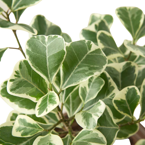 Close-up of a potted plant with green and white leaves on a white background from House of Agave.
