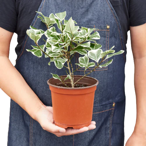 Person holding a potted plant with a blue apron