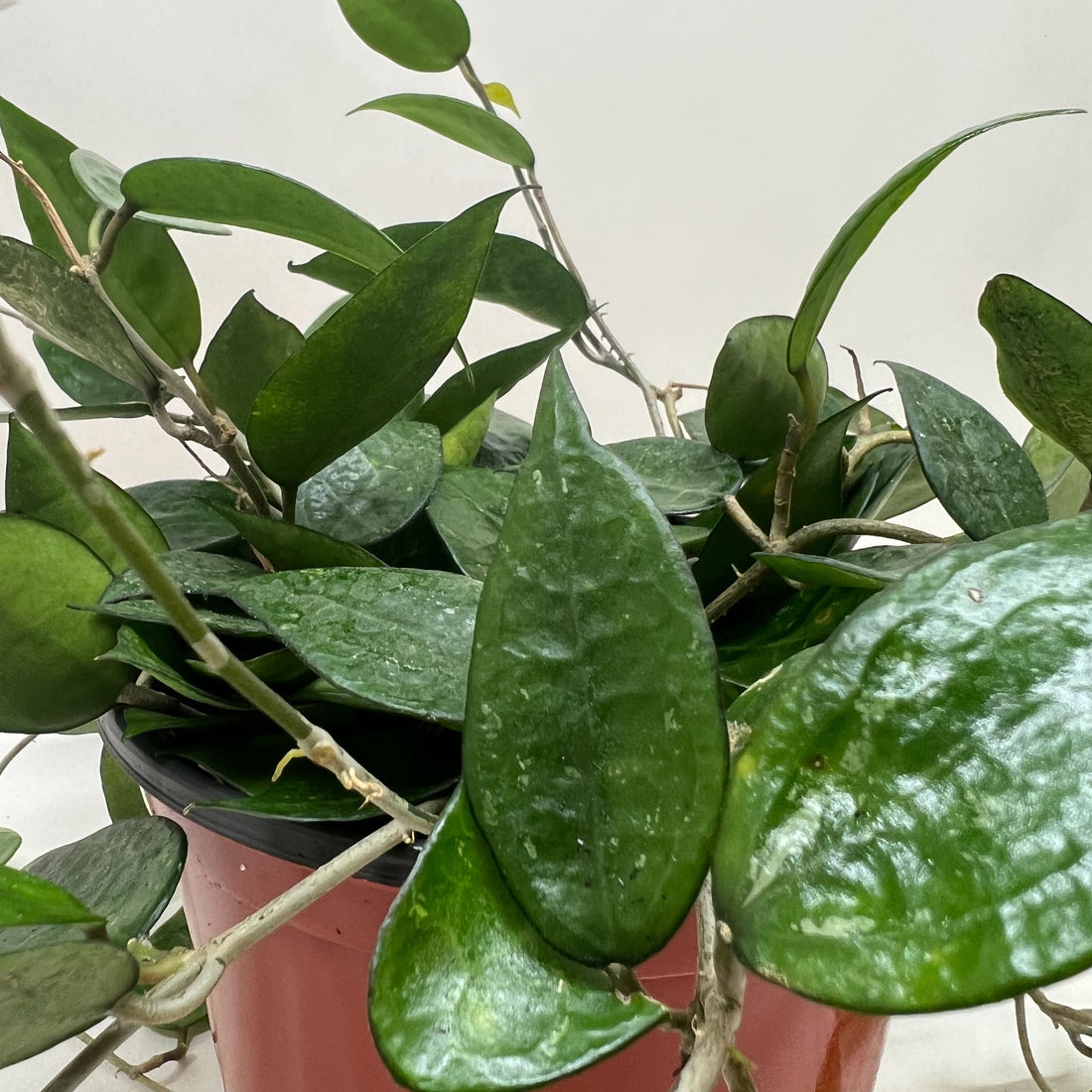 Green potted plant with trailing vines from House of Agave.