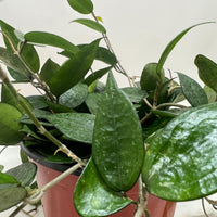 Green potted plant with trailing vines from House of Agave.