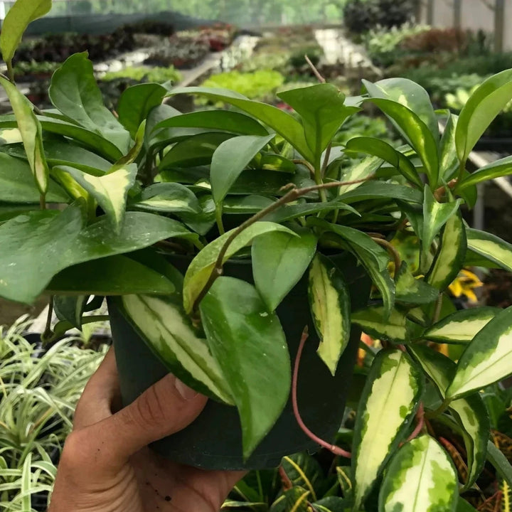 Hand holding a green plant in a greenhouse setting from House of Agave.