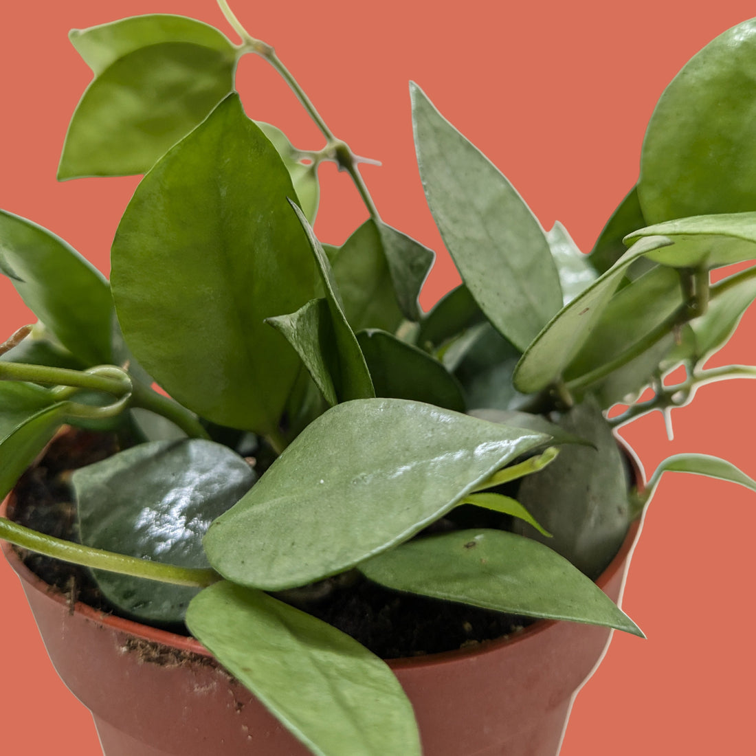 Potted plant with green leaves on a terracotta background by house of agave.