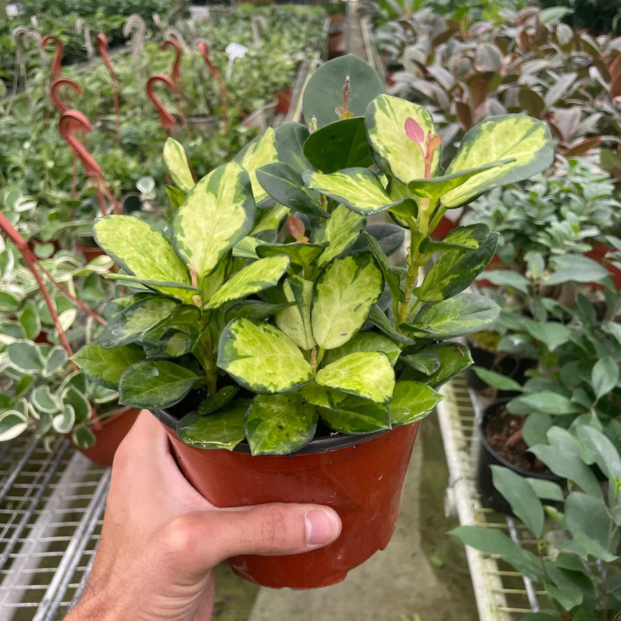 Hand holding a potted plant in a greenhouse setting by House of Agave.