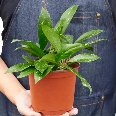 Person holding a potted plant with green foliage from House of Agave.