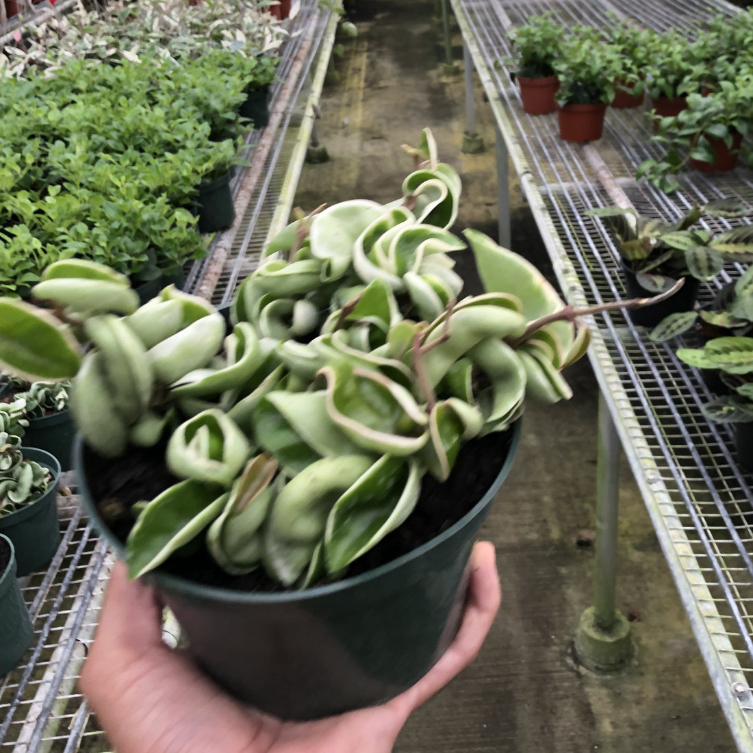 Person holding a potted plant in a greenhouse setting with rows of plants.