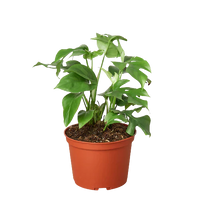 Rhaphidophora tetrasperma 'Monstera Minima'