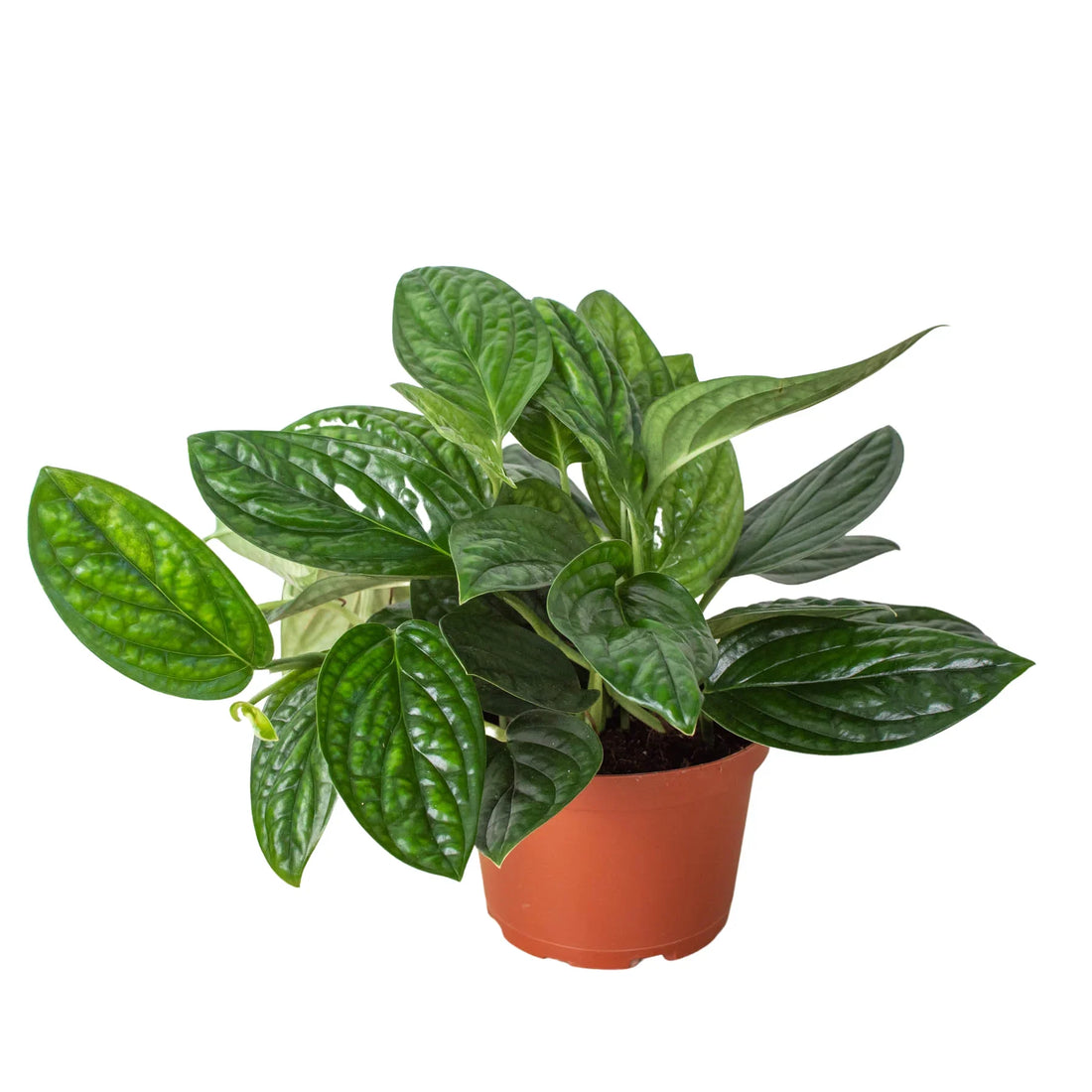 Monstera karstenianum &