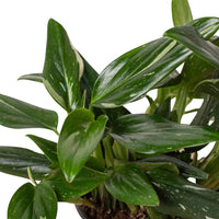 Close-up of a green leafy plant with a white background from House of Agave.