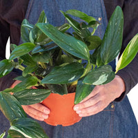Person wearing a denim apron holding a potted plant with a white background from House of Agave.