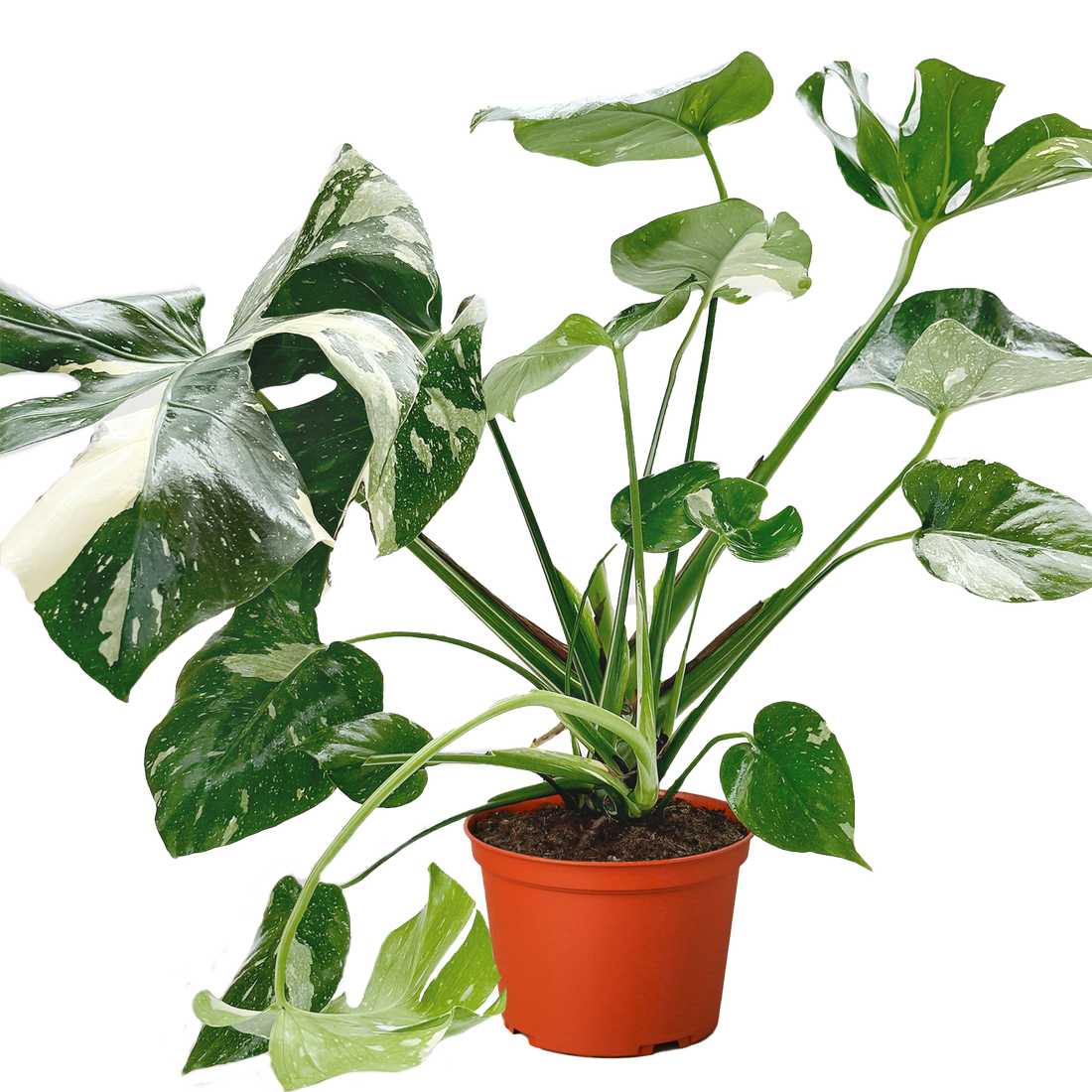 Monstera &