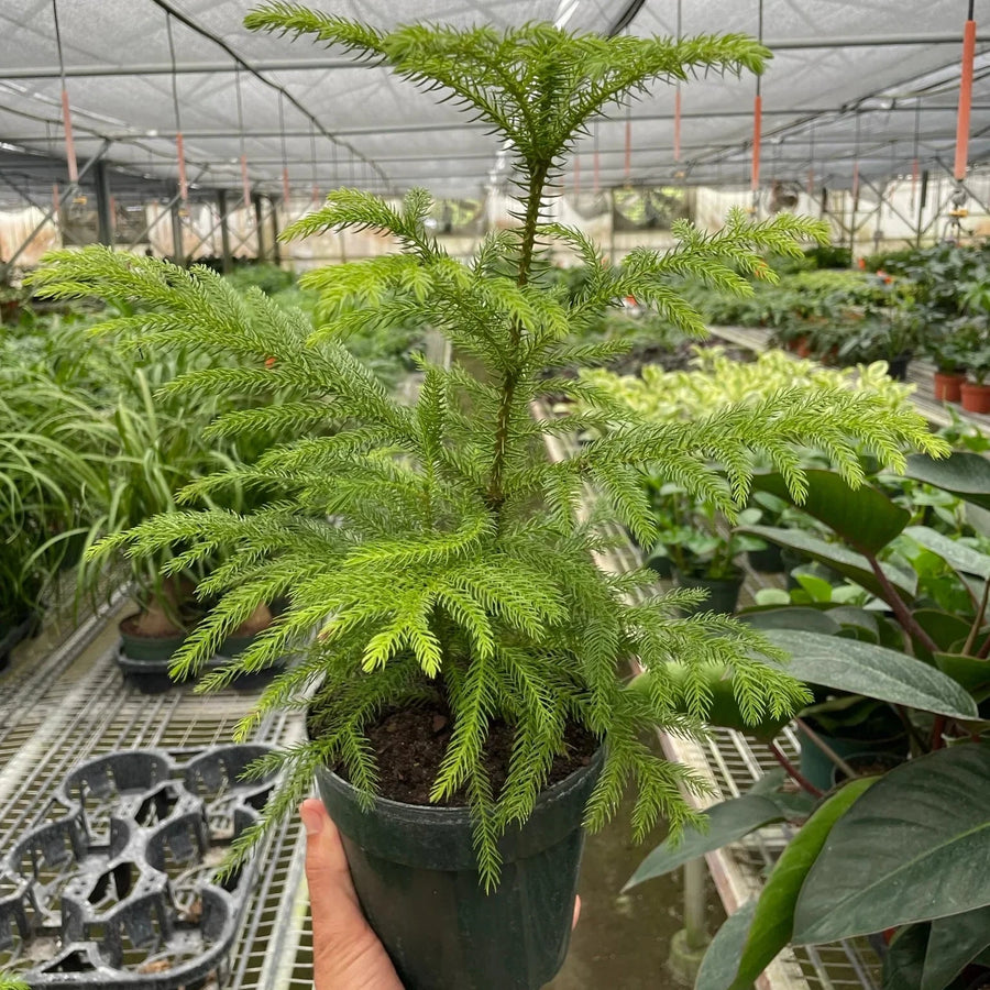 Potted plant held in a greenhouse setting at House of Agave.