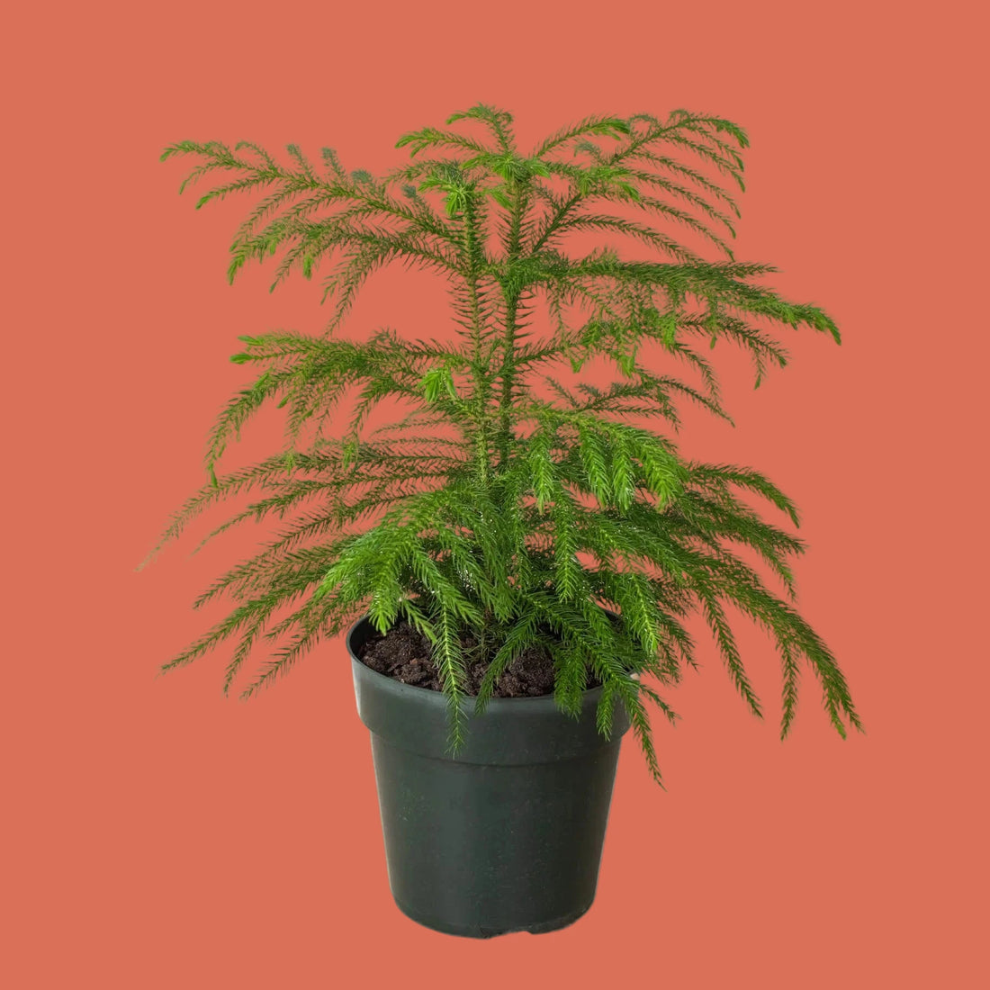 Potted green pine plant on a peach background from House of Agave