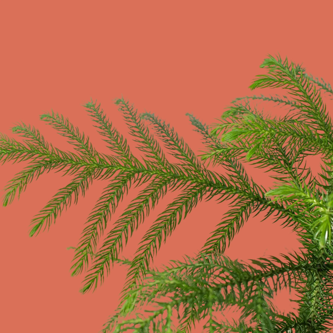 Close-up of green pine branches on a white background