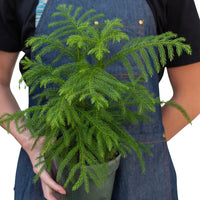 Person holding a potted plant wearing a blue apron on a white background at House of Agave