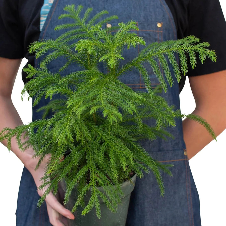 Person holding a potted plant wearing a blue apron on a white background at House of Agave