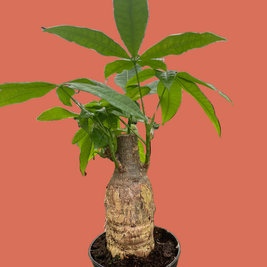 Potted plant with a textured pot on a terracotta background.