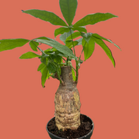 Potted plant with a thick stem and green leaves held by a hand against a terracotta background from House of Agave.