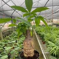 Potted plant held in a greenhouse setting with other plants in the background