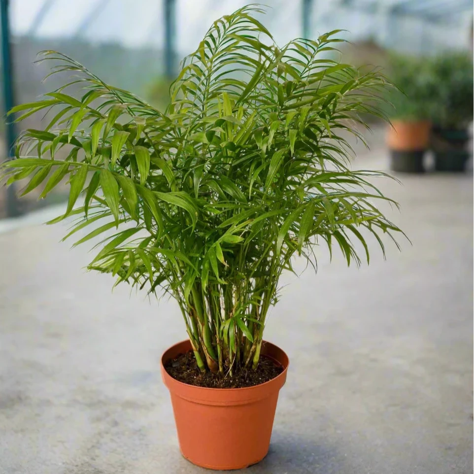 Potted plant with green leaves  in a greenhouse