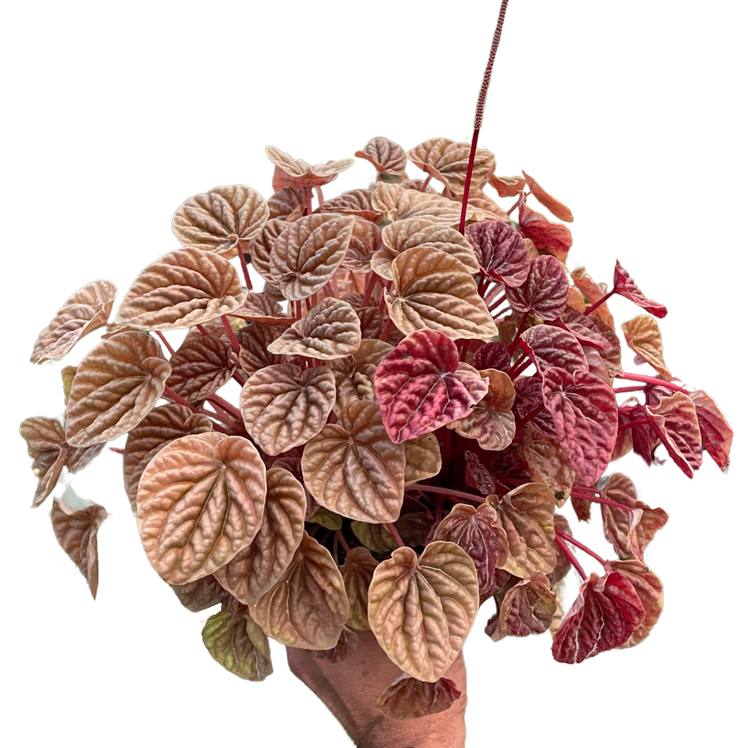 Pilea peperomioides plant with red and green leaves on a white background from House of Agave.