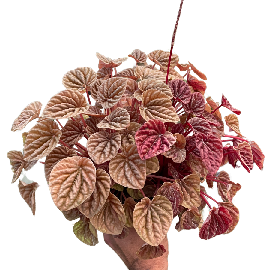 Pilea peperomioides plant with red and green leaves on a white background from House of Agave.