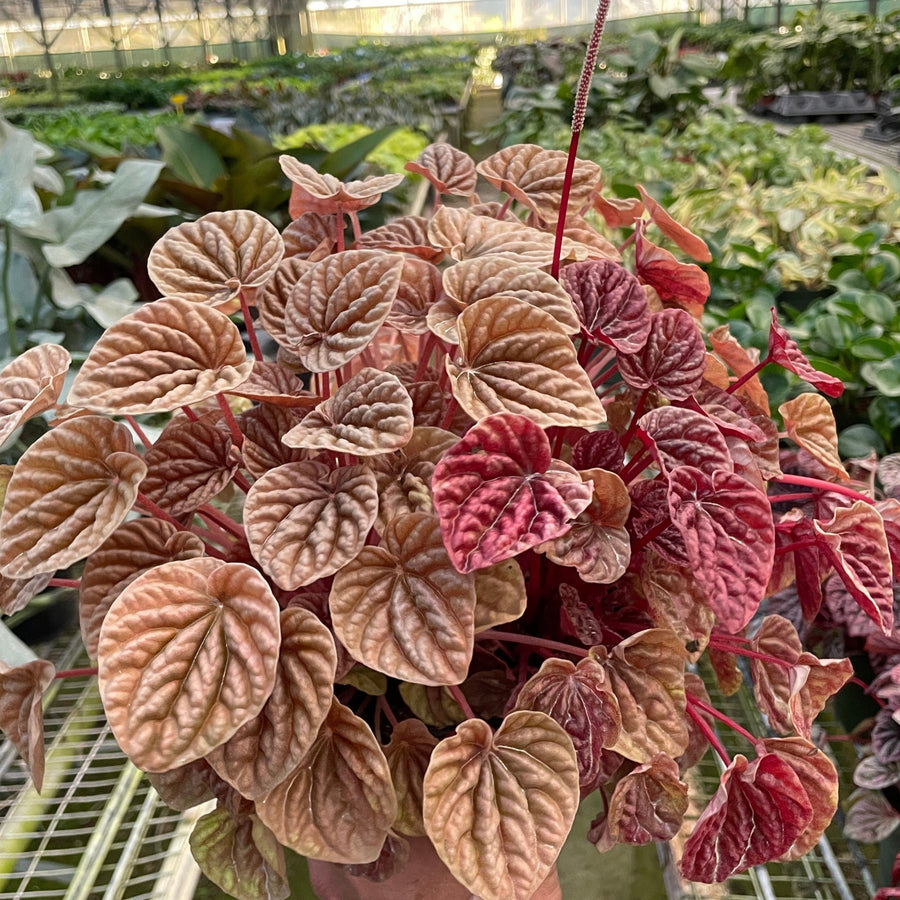 Hand holding a hanging plant with red and green leaves in a greenhouse setting by House of Agave.